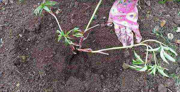 peonies planting and care in the open field in spring in siberia