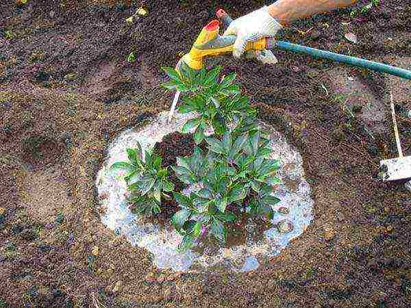 pagtatanim at pangangalaga ng peonies sa bukas na bukid sa tagsibol sa siberia