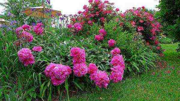 peonies planting and care in the open field in spring in siberia