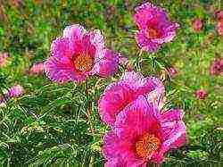 peonies planting and care in the open field in spring in siberia