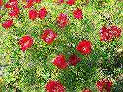 peonies planting and care in the open field in spring in siberia