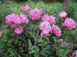 peonies planting and care in the open field in spring in siberia