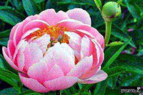 pagtatanim at pangangalaga ng peonies sa bukas na bukid sa tagsibol sa siberia