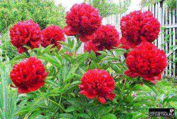 peonies planting and care in the open field in spring in siberia