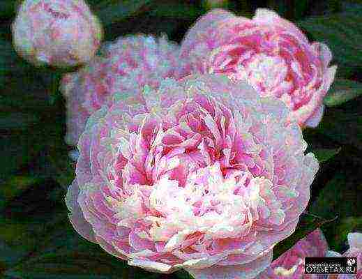 peonies planting and care in the open field in spring in siberia