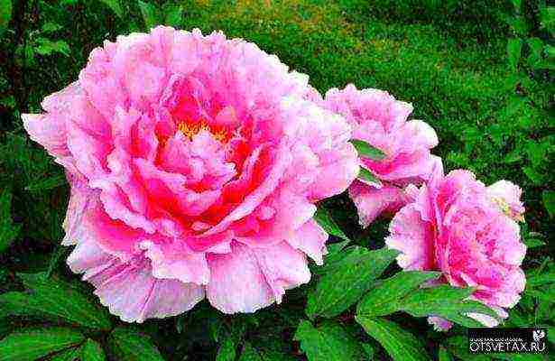 peonies planting and care in the open field in spring in siberia