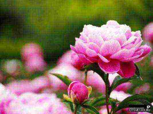 peonies planting and care in the open field in spring in siberia