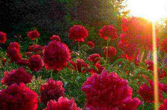 peonies planting and care in the open field in spring in siberia