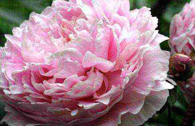 peonies planting and care in the open field in spring in siberia