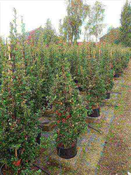 pyracantha planting and care in the open field in the suburbs