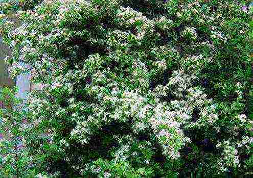 pyracantha planting and care in the open field in the suburbs