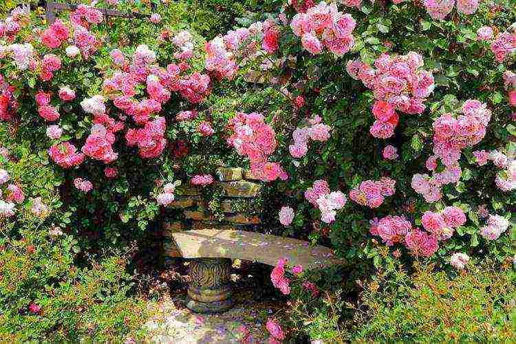 climbing rose planting and care in the open field for beginners