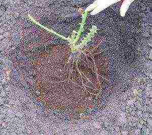 climbing rose planting and care in the open field for the winter