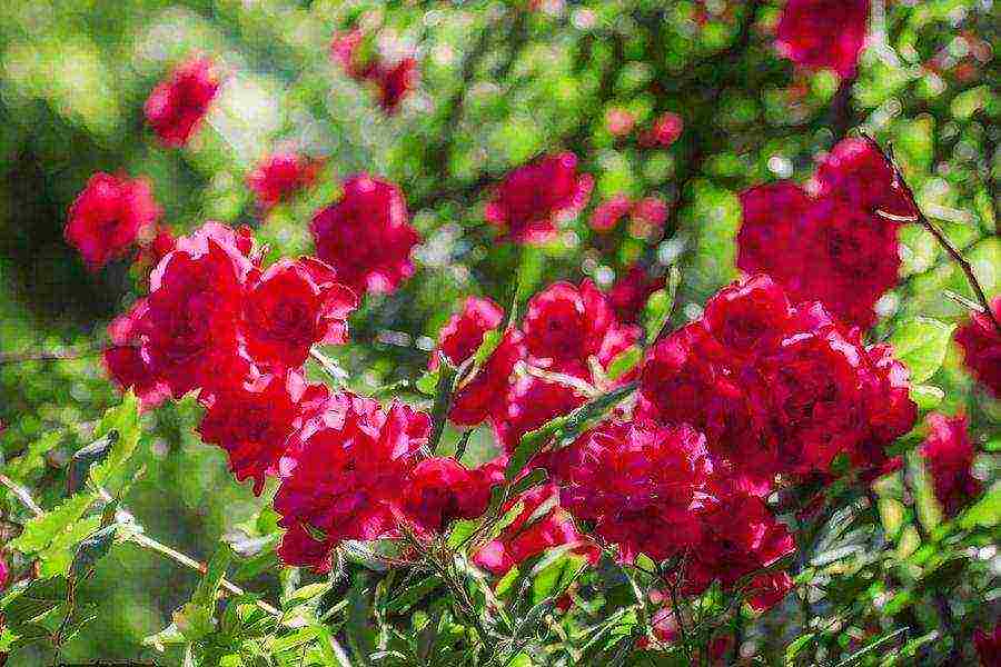 climbing rose santana planting and care in the open field