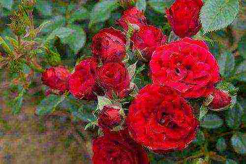 climbing rose santana planting and care in the open field