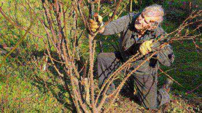 climbing rose santana planting and care in the open field