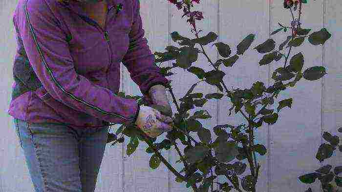 climbing roses outdoor planting and care for beginners