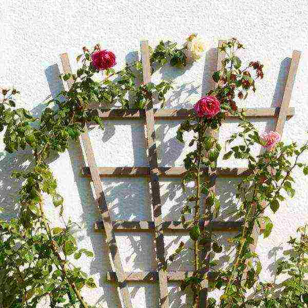 climbing roses outdoor planting and care for beginners