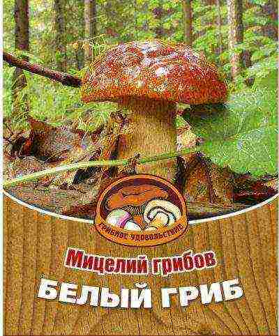 why porcini mushrooms cannot be grown like champignons