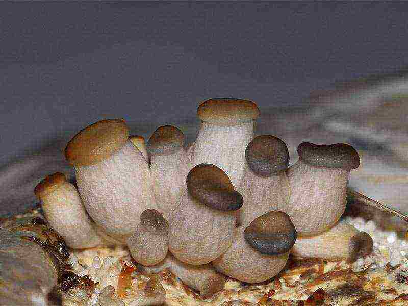 why porcini mushrooms cannot be grown like champignons