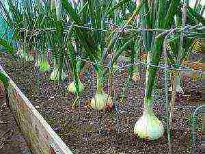 soil for onions in the open field when planting in the fall