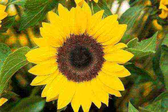 sunflower planting and care in the open field in the suburbs