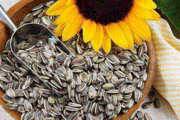 sunflower planting and care in the open field in the suburbs