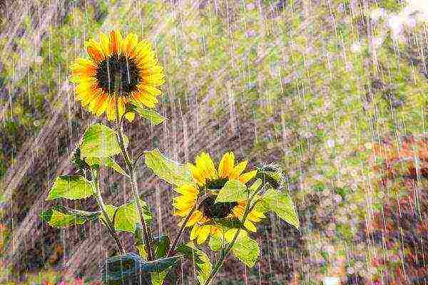 sunflower planting and care in the open field in the suburbs