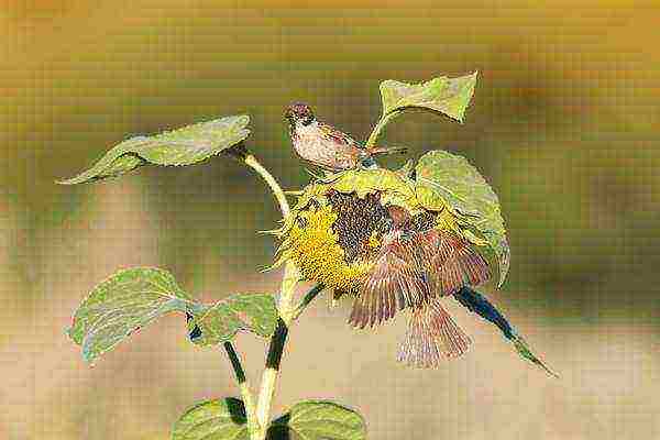 sunflower planting and care in the open field in the suburbs