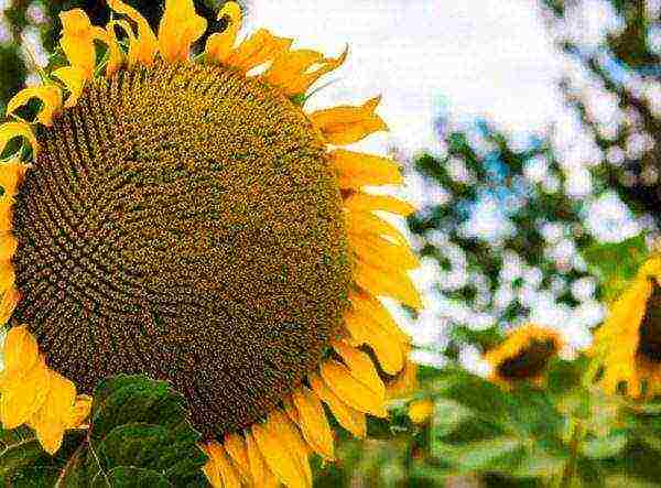 sunflower planting and care in the open field in the suburbs