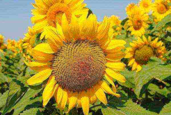 sunflower planting and care in the open field in the suburbs