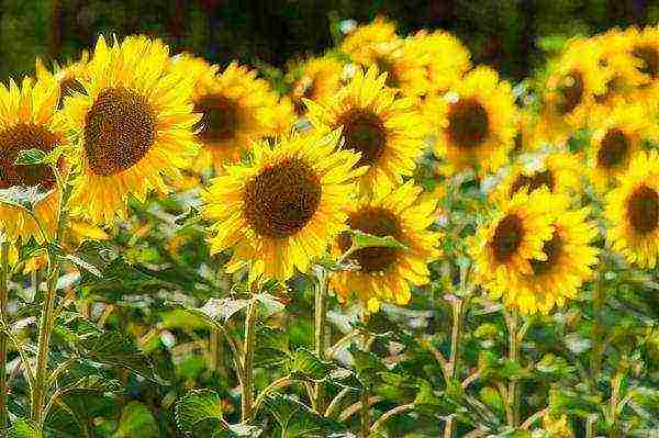 sunflower planting and care in the open field in the suburbs