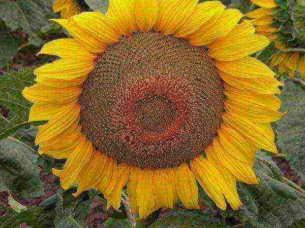 sunflower planting and care in the open field in the suburbs