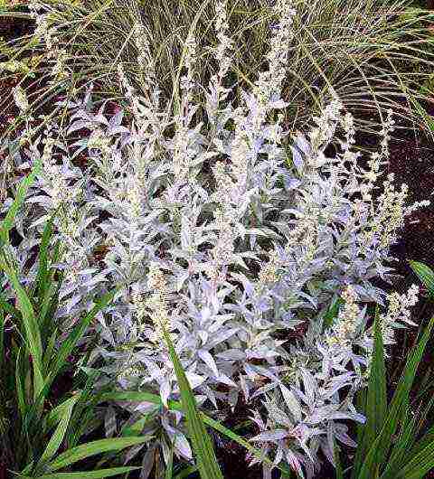 wormwood schmidt nana planting and care in the open field