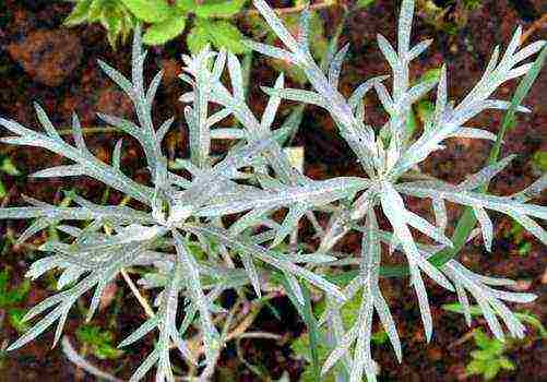 wormwood schmidt nana planting and care in the open field