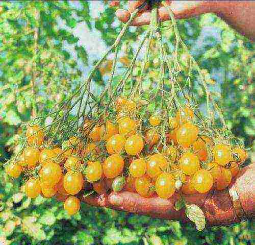 tomatoes the best varieties tall