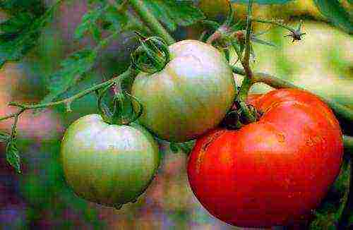 tomatoes the best varieties tall