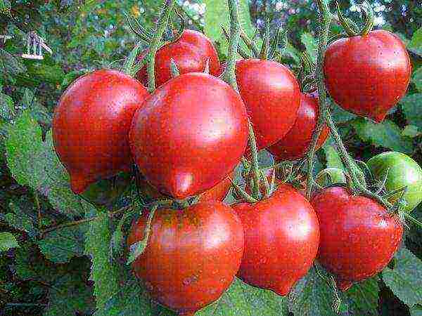 tomatoes the best varieties tall