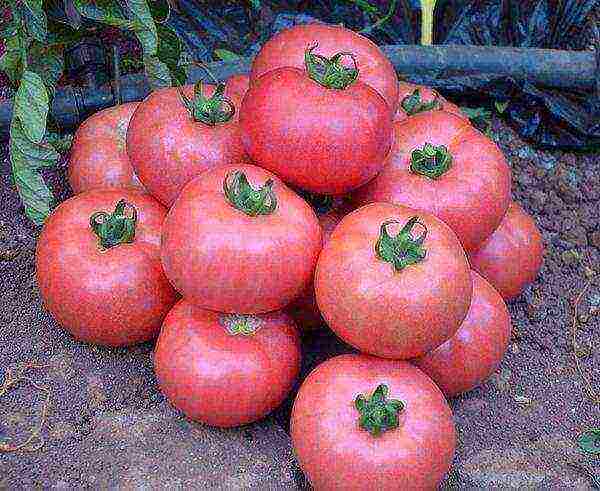 tomatoes the best varieties tall