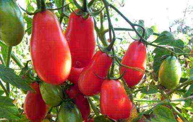 tomatoes the best varieties tall