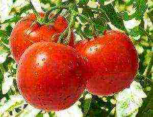 raspberry tomatoes the best varieties