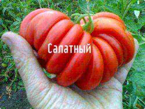 salad tomatoes the best varieties