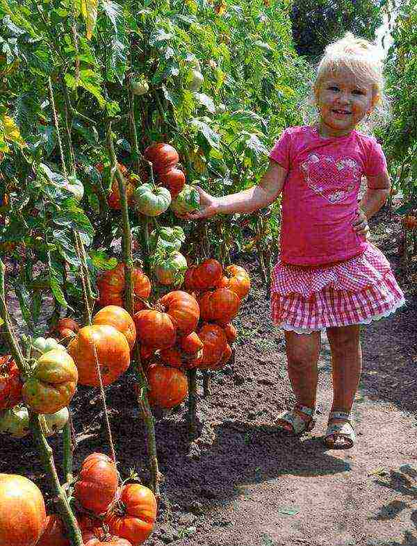 salad tomatoes the best varieties