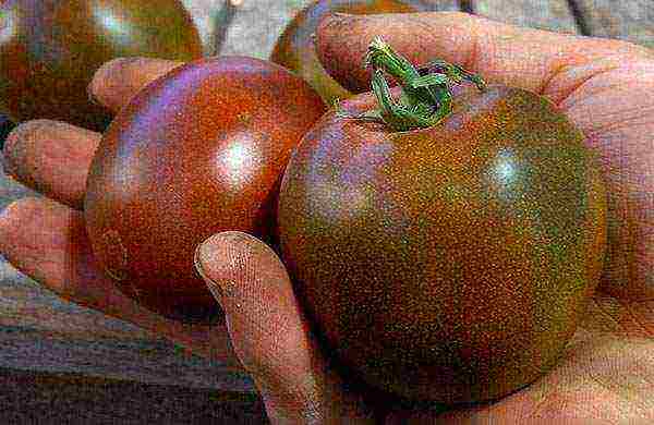 salad tomatoes the best varieties