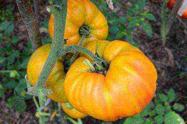 salad tomatoes the best varieties