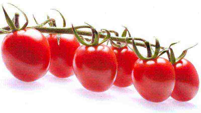 tomatoes are the best varieties