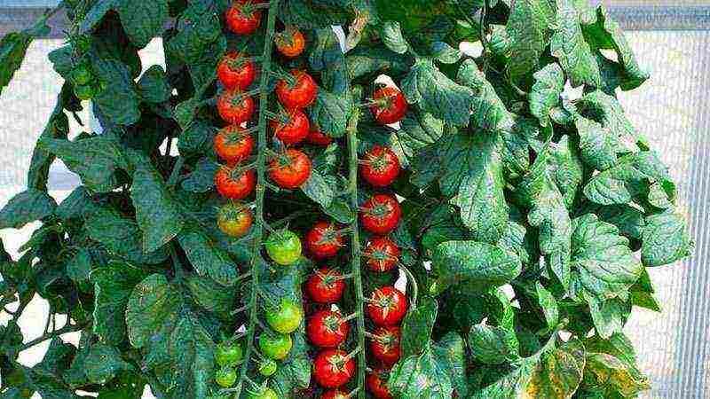 tomatoes seeds best varieties