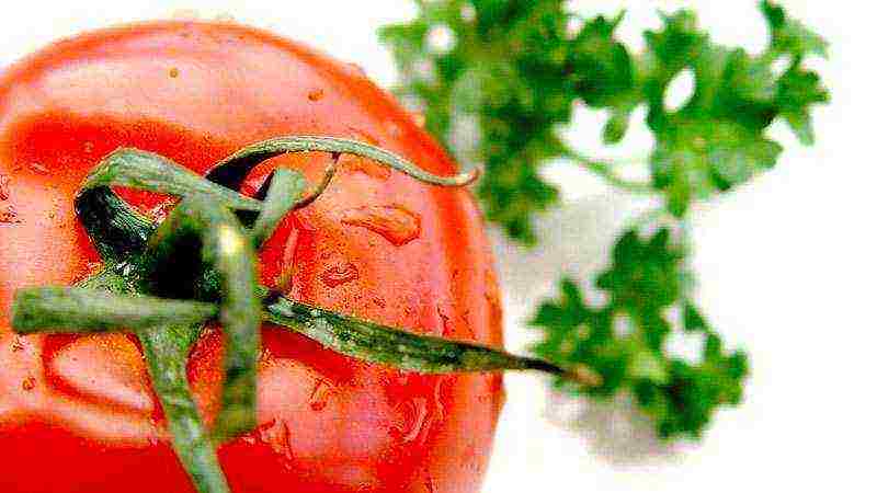 tomatoes seeds best varieties