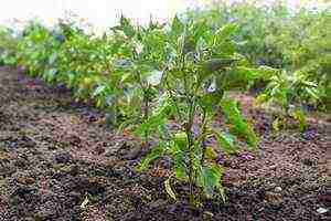 planting and caring for bell peppers in the open field
