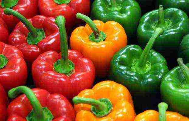 planting and caring for bell peppers in the open field